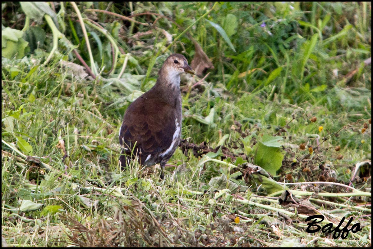Gallinella d''acqua giovane?